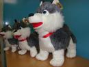 Pieski Husky Szcz.